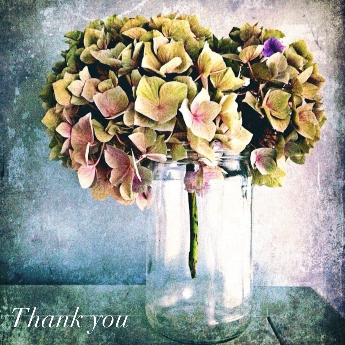 Hydrangea